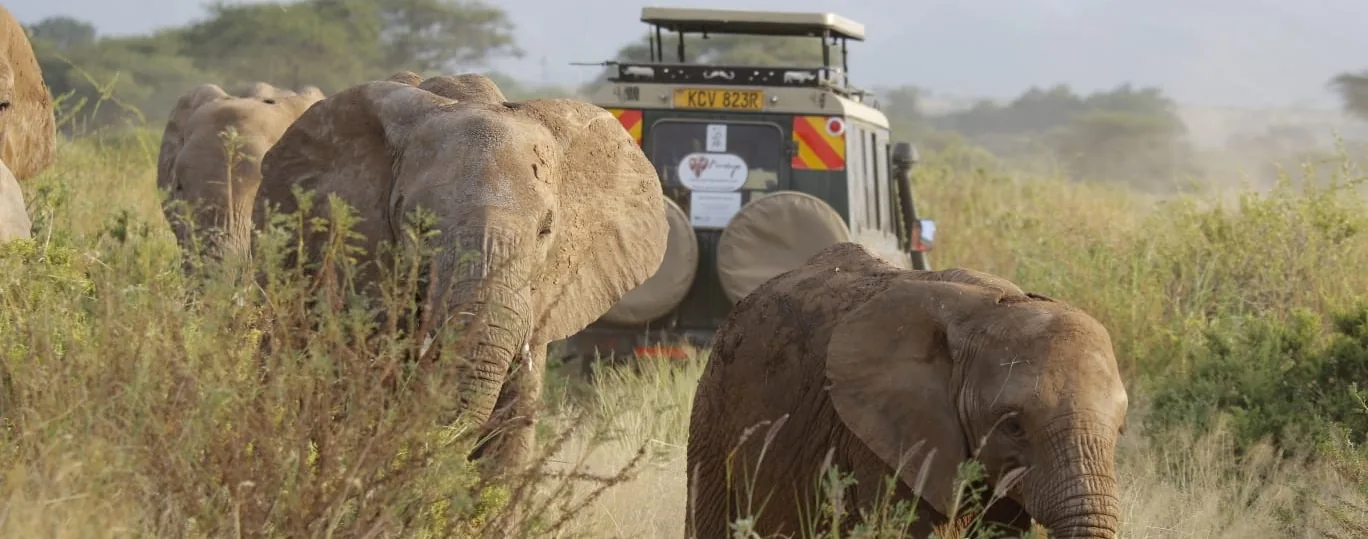 An elephant herd moving past a stationary safari vehicle on the plains