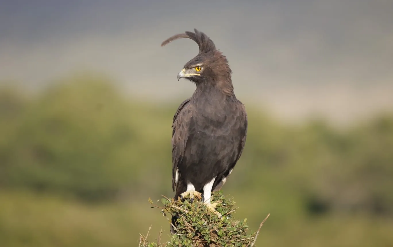 A martial eagle perched on a bush, scanning the plains below