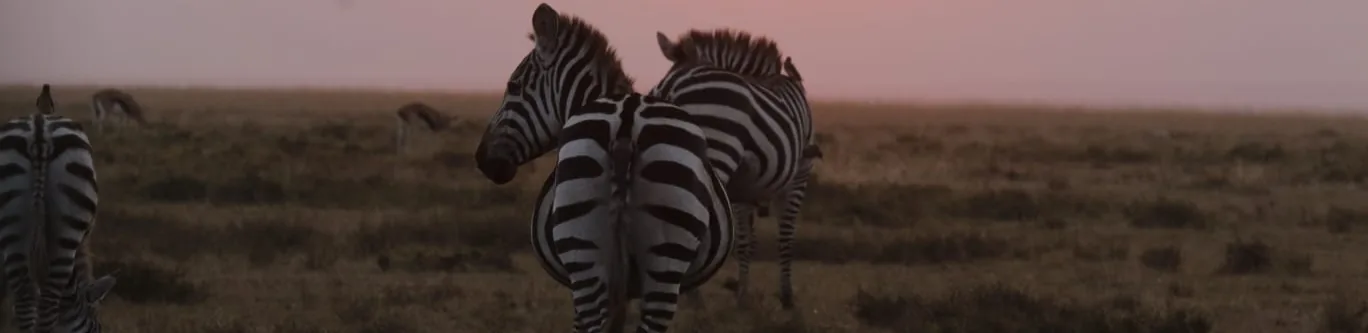 Zebra grazing on the plains as the sun drops to the horizon