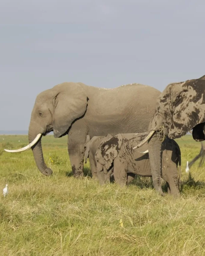 Amboseli