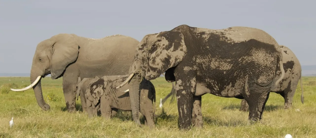 Amboseli, Kenya