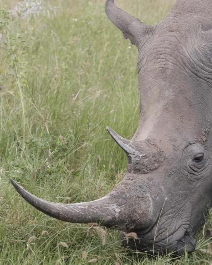 Laikipia