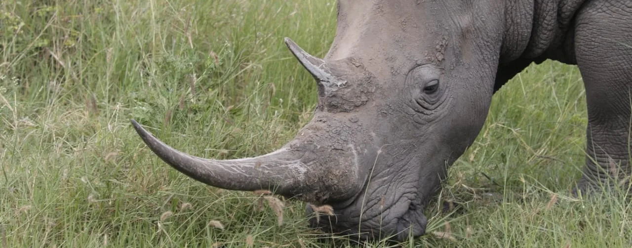 Laikipia, Kenya