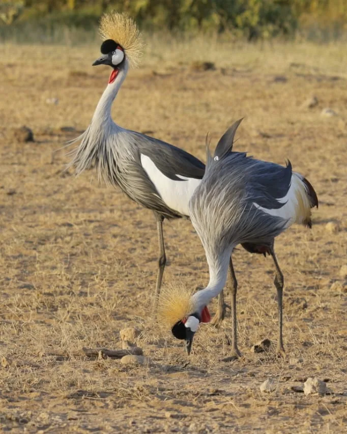 Lake Nakuru