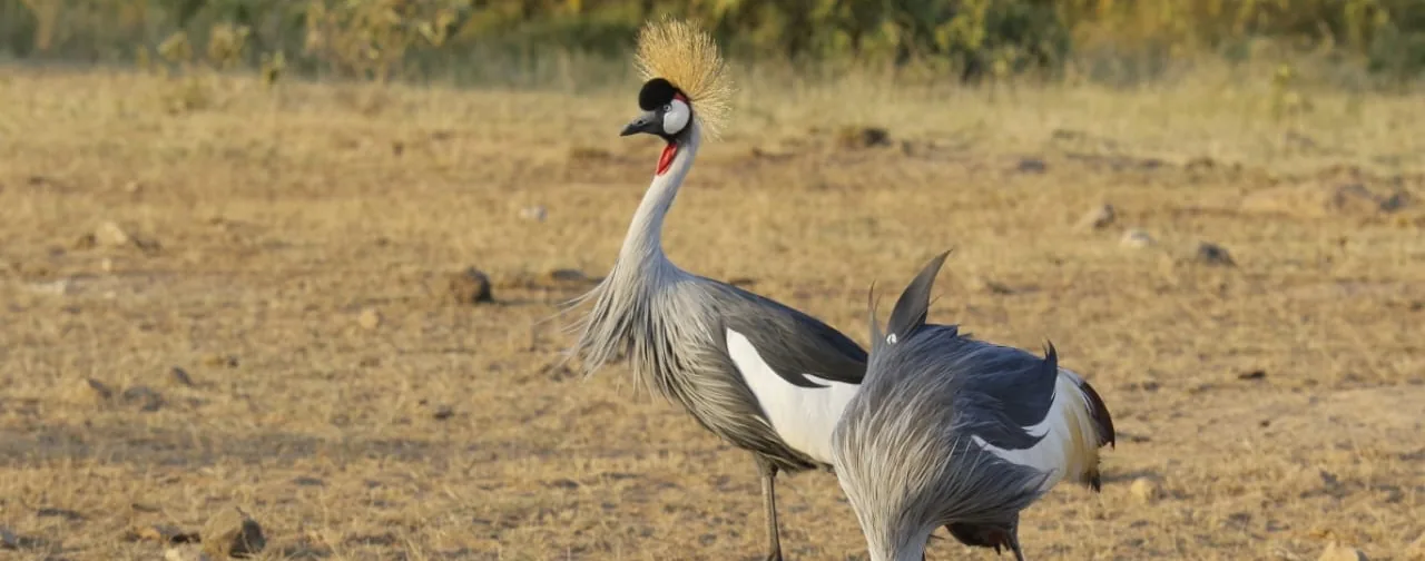 Lake Nakuru, Kenya