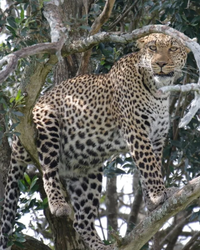 Masai Mara