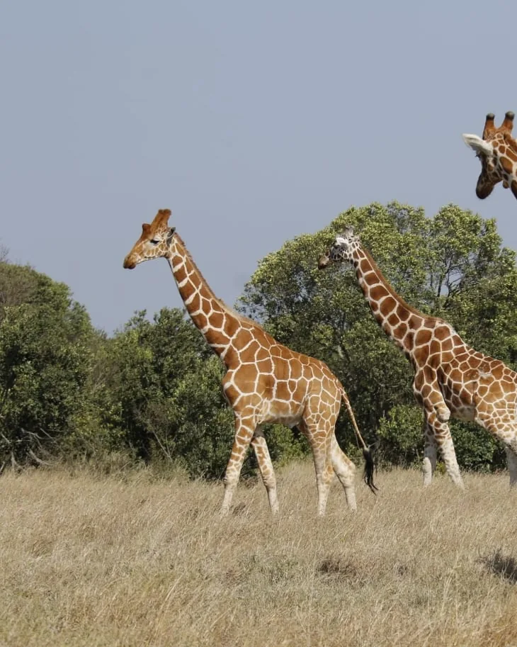 Samburu