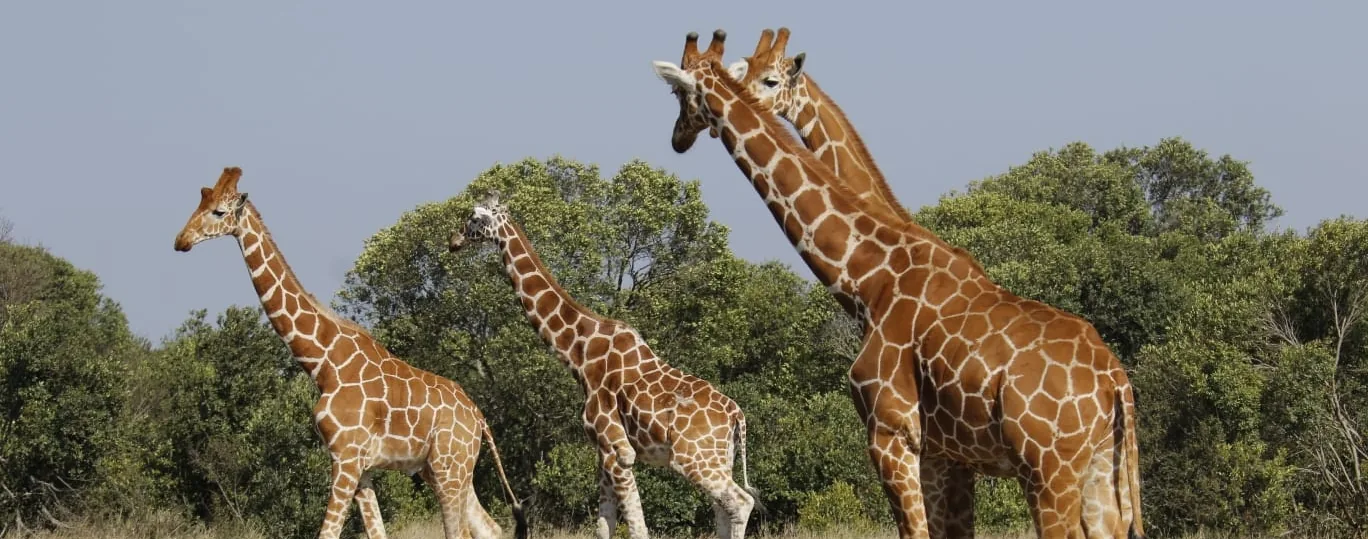 Samburu, Kenya