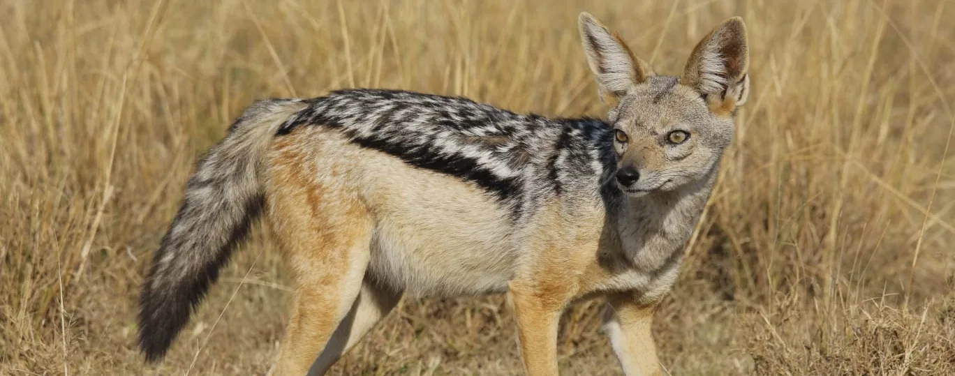 Tarangire, Tanzania