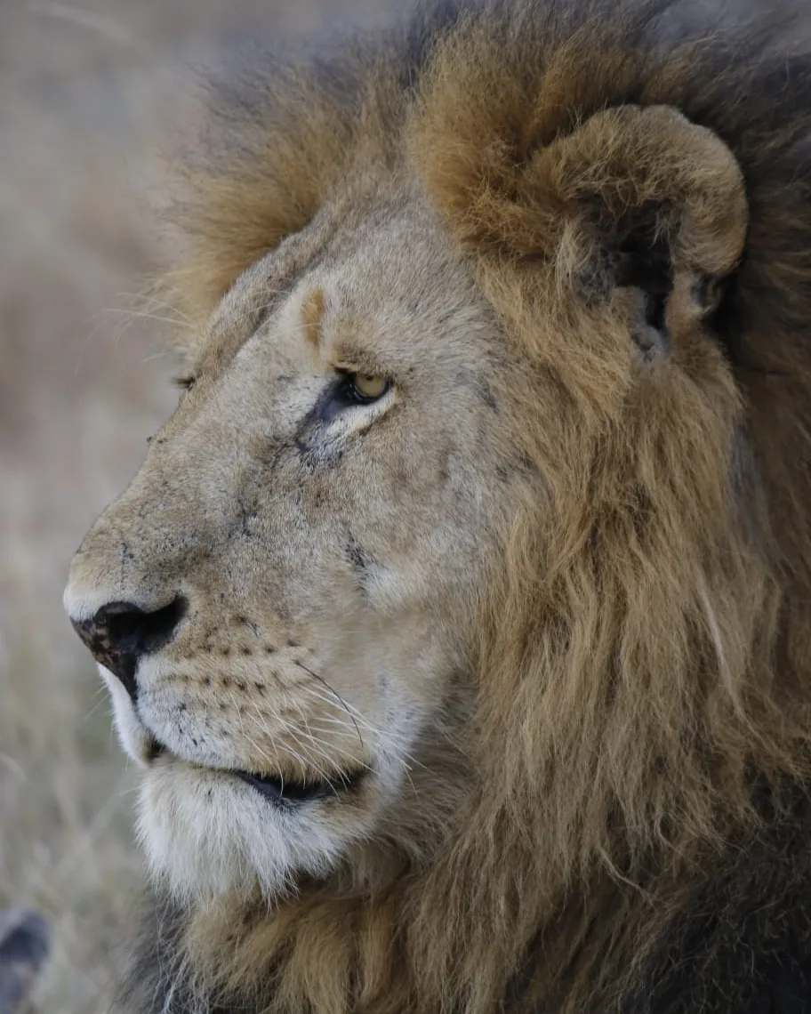 Big Five Safari