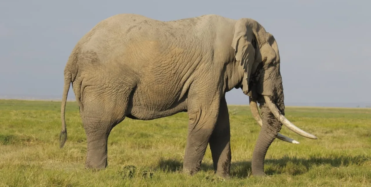 A lone bull elephant grazing on open grassland in a protected conservancy