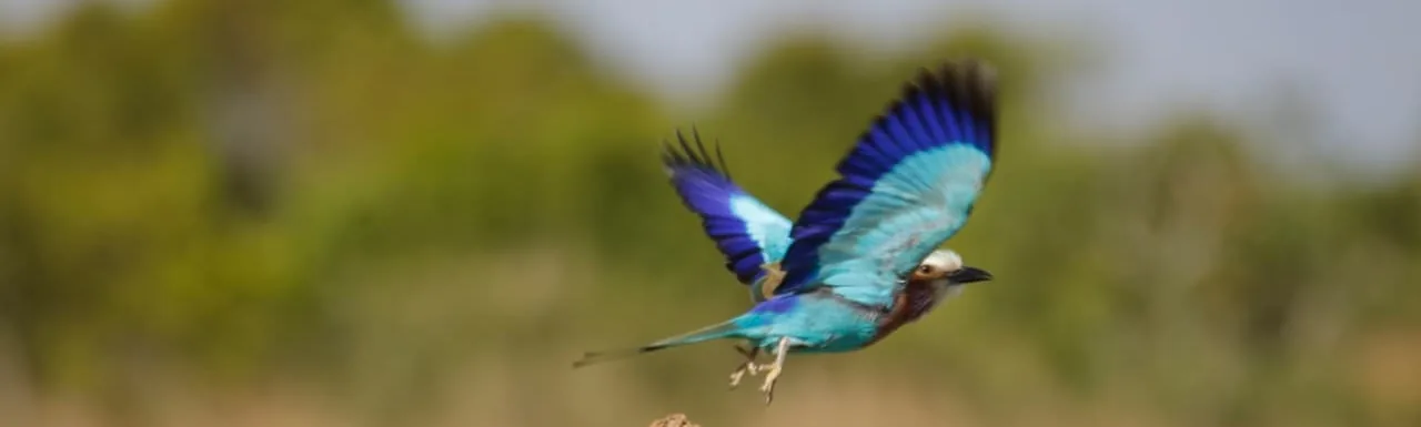 A lilac-breasted roller taking flight over the bush