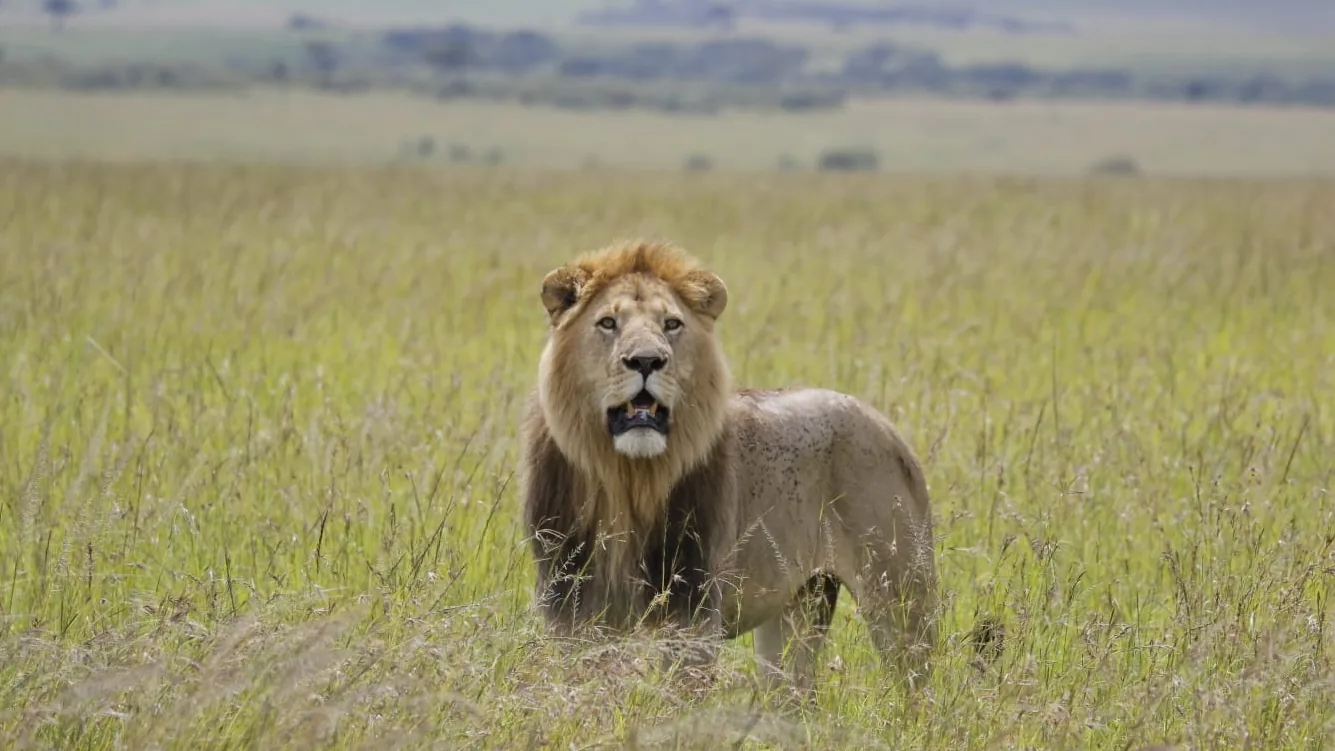 A male lion standing shoulder-deep in the long grass of the open plains