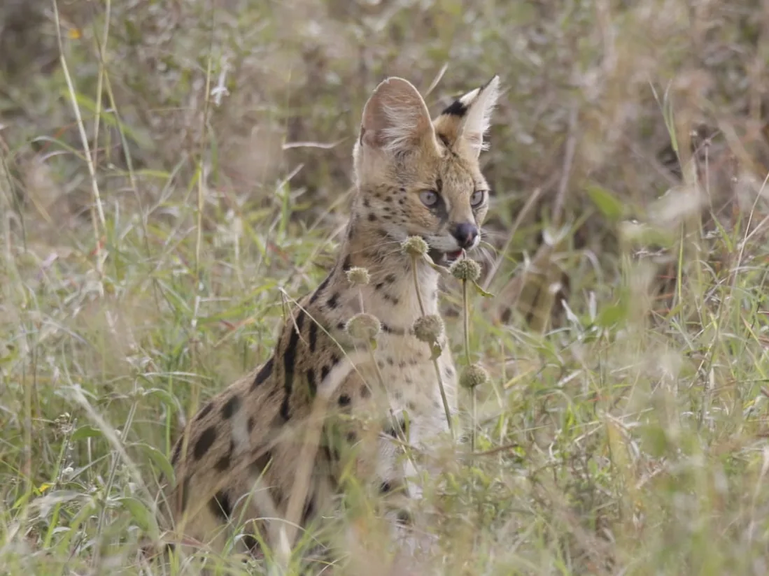 Inside the Conservancy Model: How Private Land Is Reshaping Kenya's Wildlife