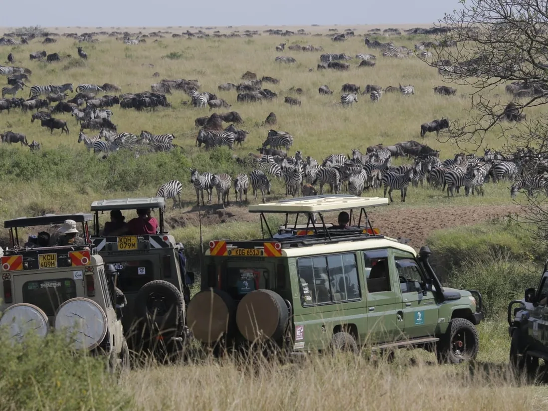 Reading the Great Migration: A Guide to Timing Your Crossing