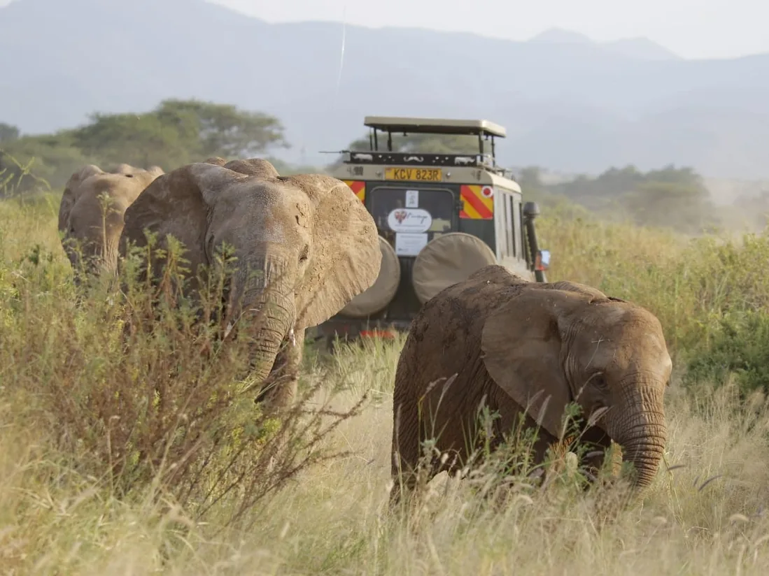 Packing for the Bush: What a Decade of Safaris Has Taught Us
