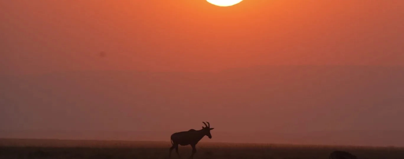 A topi silhouetted on the plains beneath a low, hazy sun